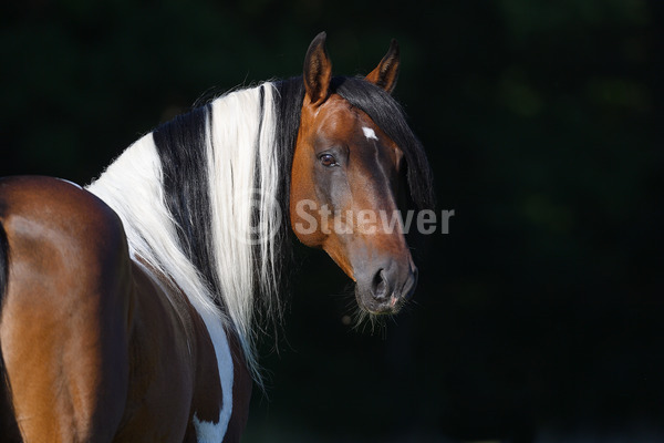 Sabine Stuewer Tierfoto -  ID996396 Stichwörter zum Bild: Gangpferde, Portrait, Sommer, dunkler Hintergrund, einzeln, Schecke, Hengst, Paso Fino, Pferde, Querformat