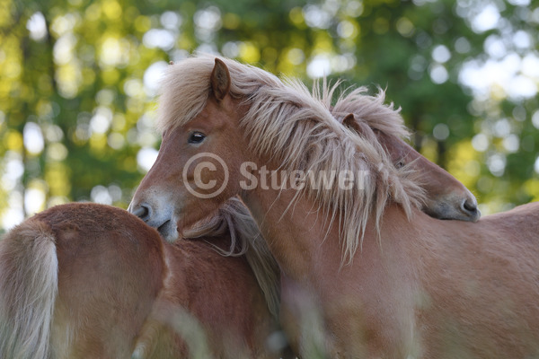 Sabine Stuewer Tierfoto -  ID997521 Stichwörter zum Bild: Querformat, Gangpferde, Freundschaft, Fellpflege, Portrait, Gegenlicht, Frühjahr, Abendstimmung, fellkraulen, Paar, Fuchs, Stute, Isländer, Pferde